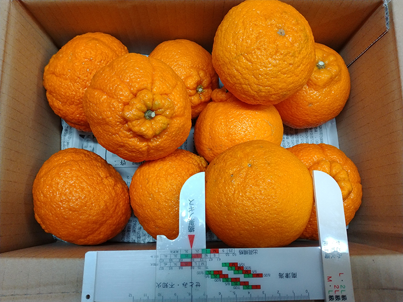 不知火（デコポン）